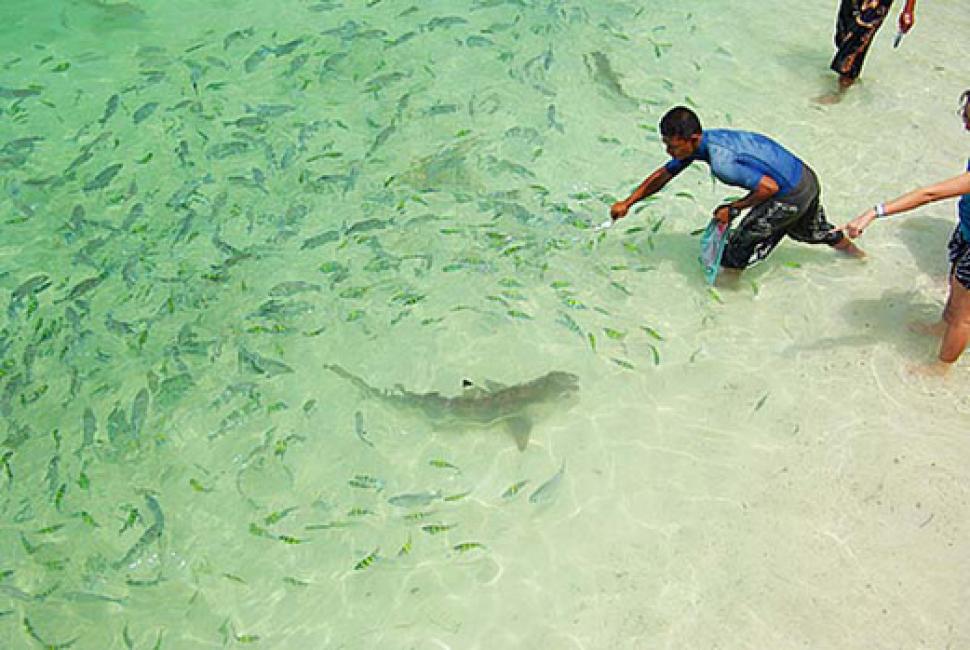 Aktiviti Snorkeling Di Pulau Payar, Langkawi Aktiviti Snorkeling Di Pulau Payar, Langkawi